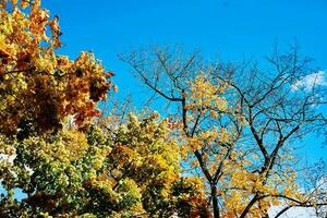 Colorful autumn tree against blue sky photo