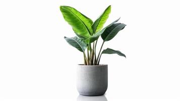 Banana plant in flowerpot. Illustration photo