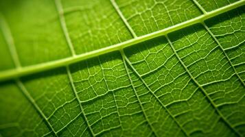 Green leaf macro background. Illustration photo