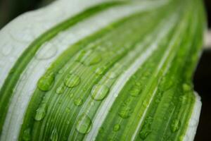 Parallel lines of white and green with drolets on perspective smooth surface leaf. photo
