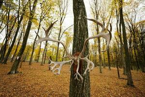 Horns of deer hang on tree at autumn forest. photo