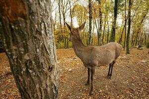 cerca de corzo en el bosque de otoño cerca del árbol. foto