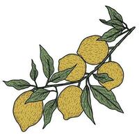 Composition of lemons with leaves, simple vector art