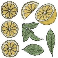 Collection of lemon with leaves, minimalistic line vector art