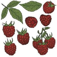 Set of different raspberries with leaves, minimalistic simple vector art