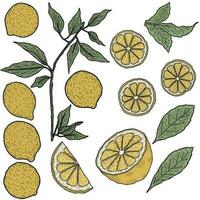 Collection of lemon with leaves, minimalistic line vector art