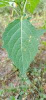 Leaves of trees and plants. photo