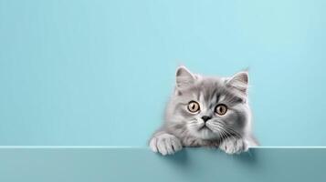 Empty space background with cat. Illustration photo