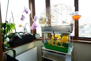 Bird cage in a room with flowers on the windowsill, interior photo