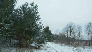 snabb flyg längs de väg omgiven förbi snötäckt tall träd. filmad på fpv Drönare video