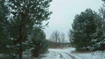 schnell Flug entlang das Straße umgeben durch schneebedeckt Kiefer Bäume. gefilmt auf fpv Drohne video