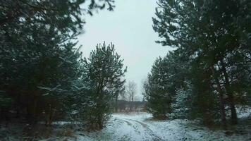 Fast flight along the road surrounded by snow-covered pine trees. Filmed on FPV drone video