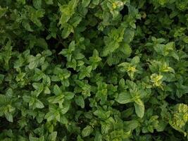 Mint leaves.Mint leaves.Mint leaves background.peppermint.leaves of mint photo