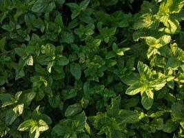 menta planta crecer a vegetal jardín foto