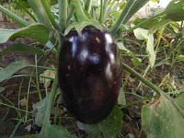 Eggplant plant growing in Community garden. Aubergine eggplant plants in plantation. Aubergine vegetables harvest. Eggplant fruit and green leaves photo