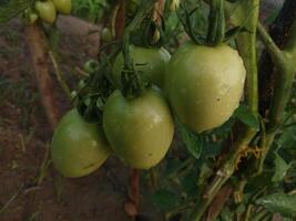 Beautiful green ripe heirloom tomatoes grown in a greenhouse. Gardening tomato photograph with copy space. Shallow depth of field photo