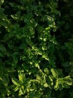 Mint plant grow at vegetable garden photo