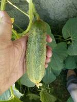 A hand picks a cucumber. Harvesting. Good harvest, Fertilizer. photo