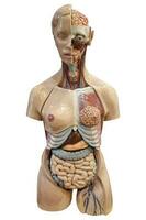 a human organ model for medical purposes photo