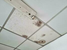The ceiling is moldy wall panels photo