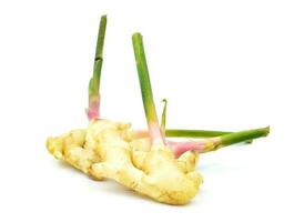 Fresh galangal on a white background photo