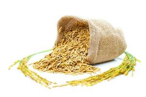 Rice of paddy Golden yellow in a sack on a white background photo