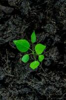 seedlings are growing Environment and ecology concept photo