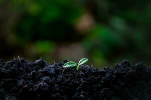 Ecological environment the growth of Seedling tree photo