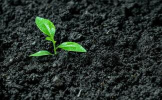 Ecological environment the growth of Seedling tree photo