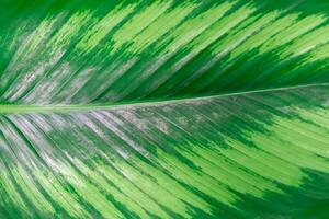 Background texture of a green leaf natural of leaves photo