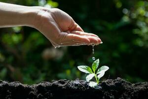 mano riego joven planta plántulas para ambiente y ecología foto