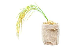 Rice of paddy Golden yellow in a sack on a white background photo