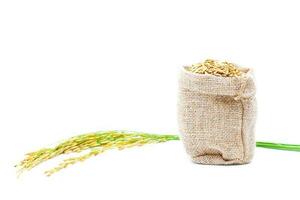 Rice of paddy Golden yellow in a sack on a white background photo