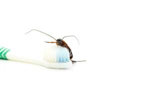 cucaracha en diente cepillos, blanco antecedentes. foto