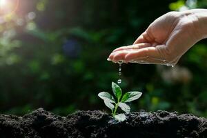 Hand Watering Young Plant Seedlings for environment and ecology photo