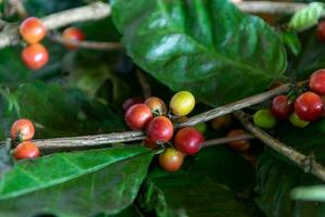 coffee bean tree in coffee process agriculture background photo