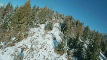 Antenne Aussicht von Schnee bedeckt Bäume im das Berge im Winter. Dorf beim das Fuß von das Berg. gefilmt auf fpv Drohne video