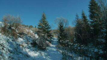 Antenne Aussicht von Schnee bedeckt Bäume im das Berge im Winter. Dorf beim das Fuß von das Berg. gefilmt auf fpv Drohne video