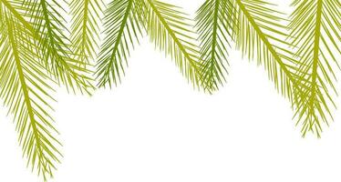 Illustration of fir leaf. vector