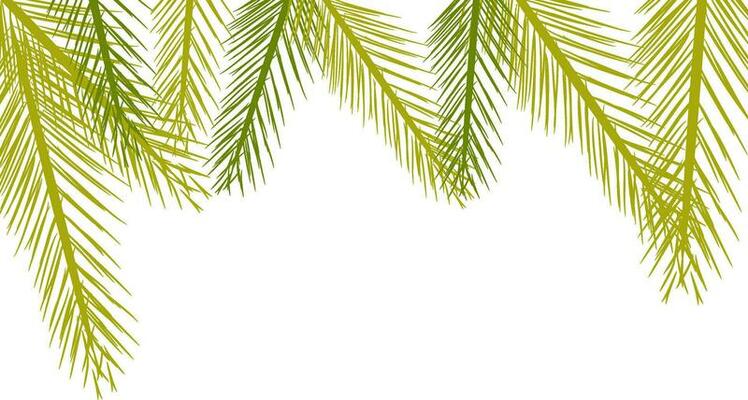 Illustration of fir leaf.