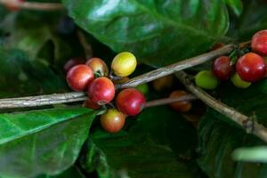 coffee bean tree in coffee process agriculture background photo