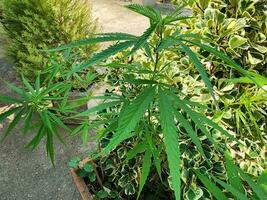 marijuana plant marijuana leaf narcotic substance photo