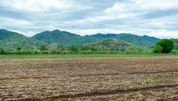 prepare the planting ground farm cassava photo