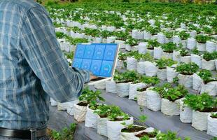 agricultores utilizar computadora moderno tecnología en fresa campos ese son cultivado foto