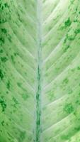 Background texture of a green leaf natural of leaves photo