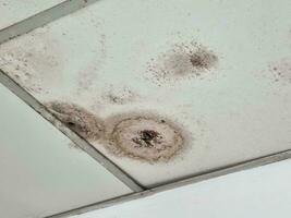 The ceiling is moldy wall panels photo