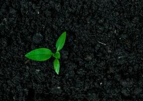 ecológico ambiente el crecimiento de planta de semillero árbol foto