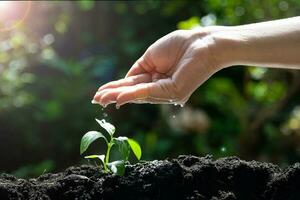 Hand Watering Young Plant Seedlings for environment and ecology photo