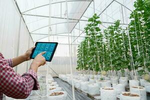 cheque el calidad de planta crecimiento en el granja con tecnología orgánico vegetal a planta en el granja a guardería ambiental foto