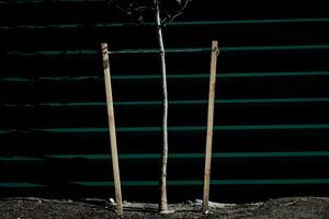 young sapling with wooden stakes. photo